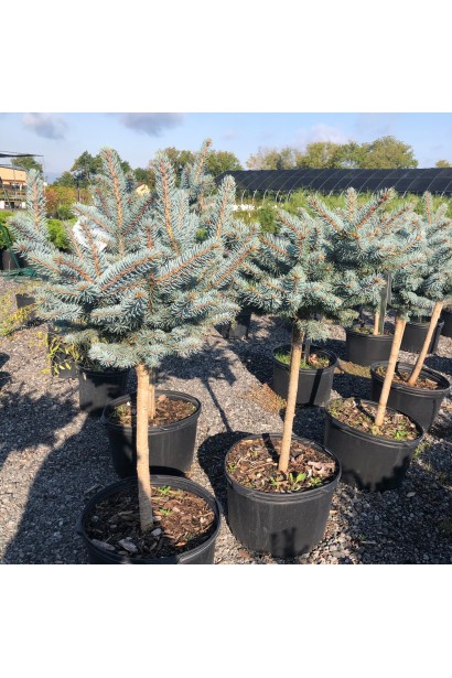 Ель колючая Глаука Глобоза на штамбе в контейнере